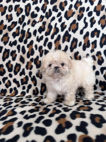 Caniche Shihtzu - 2