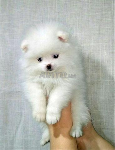 Spitz Pomeranian (nain)