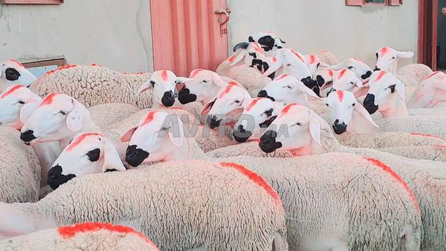 حولية صردية مليحة ضارة