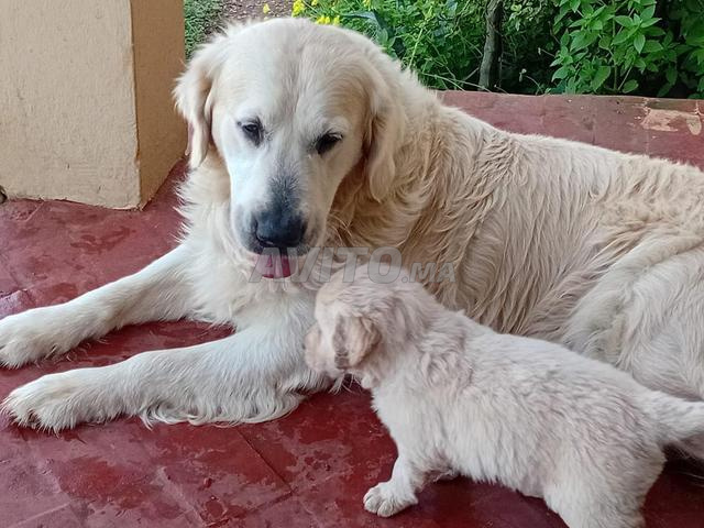 جِراء جولدن ريتريفر أصلية سوداء وبيضاء - 2