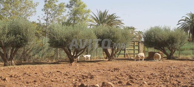 Terrain giche pour usage agricole