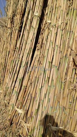 بيع القصب - 2