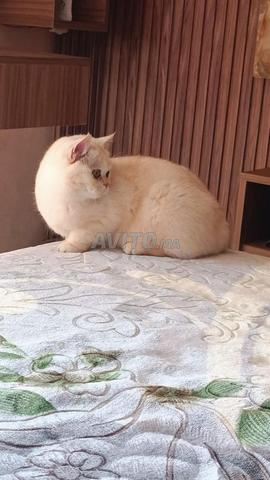 British Shorthair - 2