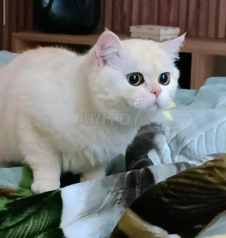 بريطيش شورت هير