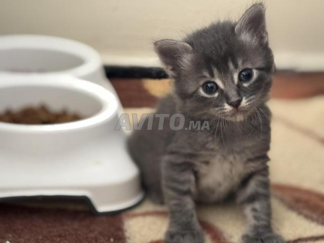 Petits chatons à adopter - 2