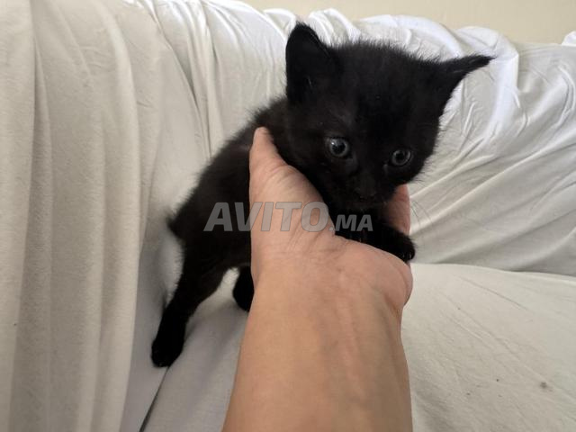 قطة صغيرة أنثى للتبني