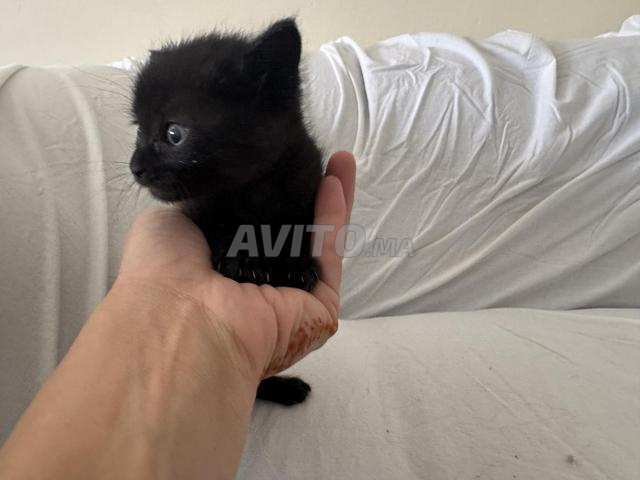 Un petit chaton femelle à adopter - 2
