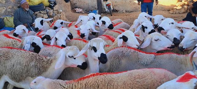 حولية صردية مليحة ضارة