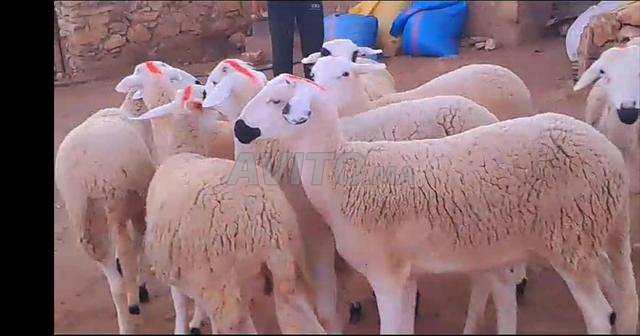 حولية صردية مليحة ضارة