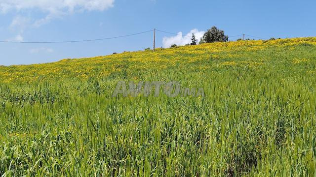 أراضٍ فلاحية محفظة للسكن والاستثمار سيدي رحال - 2