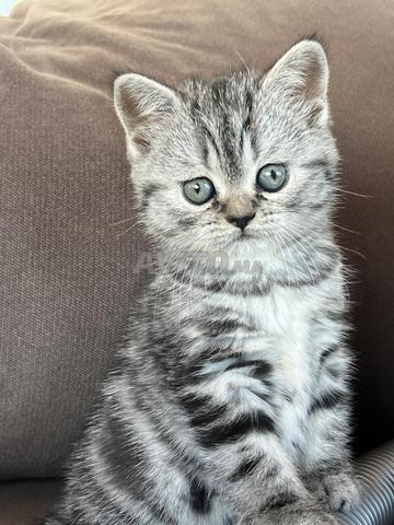 قط بريطاني ذكر - 2