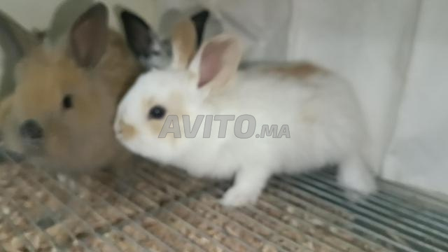 أرانب سيامية - 2