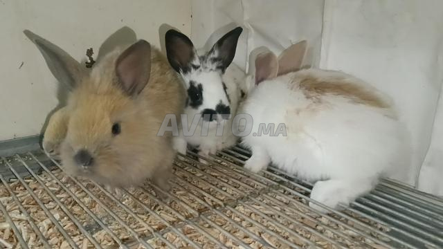 أرانب سيامية