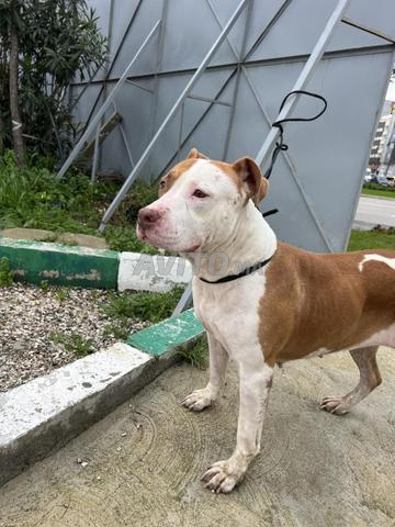 Nez de monte américain