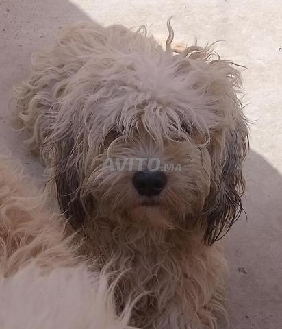 بيشون مالطي ذكر