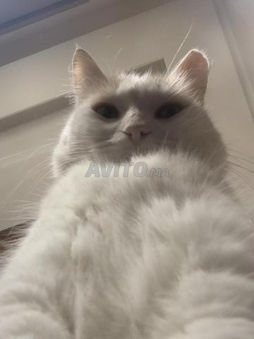 🌸 À l’adoption – Chatte 2 ans 🌸 - 2