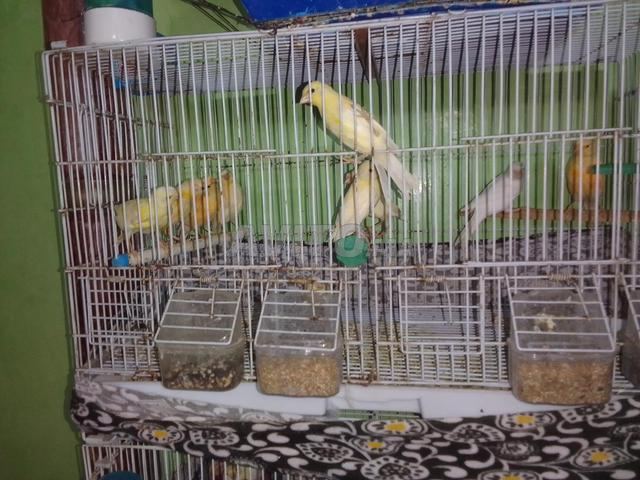 كناري للبيع - 2