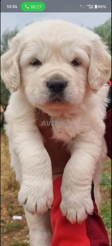 الذكر الجولدن ريتريفر الحقيقي - 2