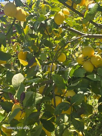 سيترون 4 سيزون - 2