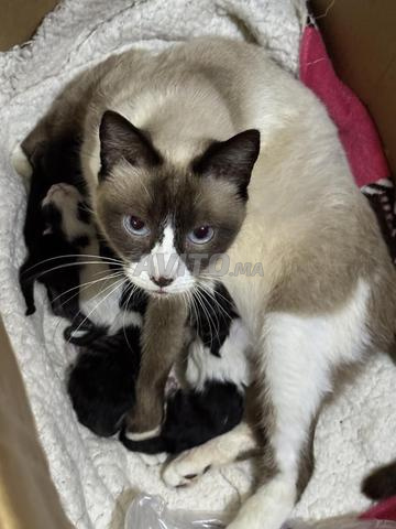 Chats domestiques à adopter - 2