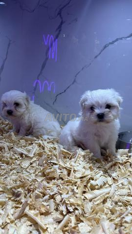 بيشون مالطي قزم - 2