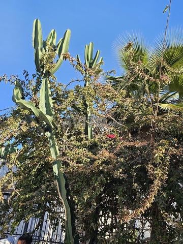 صبار كبير الحجم