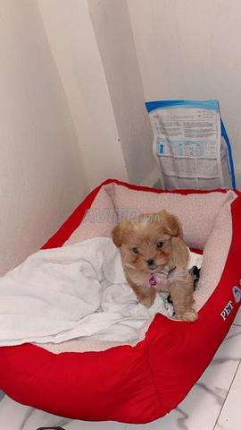 حيوان أليف مؤدب ولطيف جداً