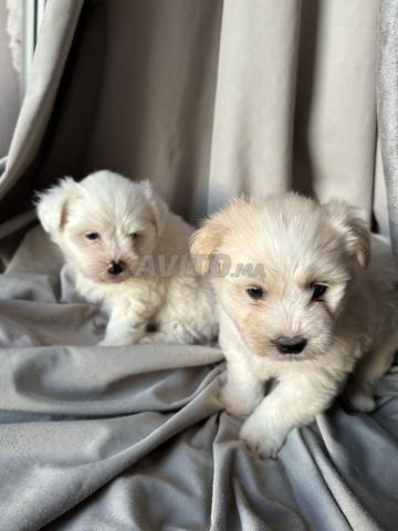 بيشون مالطي