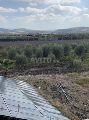 Ferme titrée à vendre à Sidi Kacem - 2