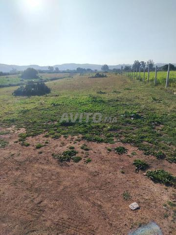 أرض فلاحية للبيع - 2