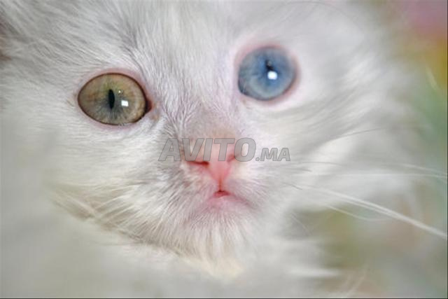 Chaton angora bébé - 2