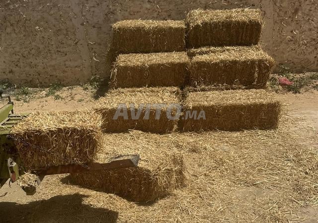 تبن قمح ممتاز