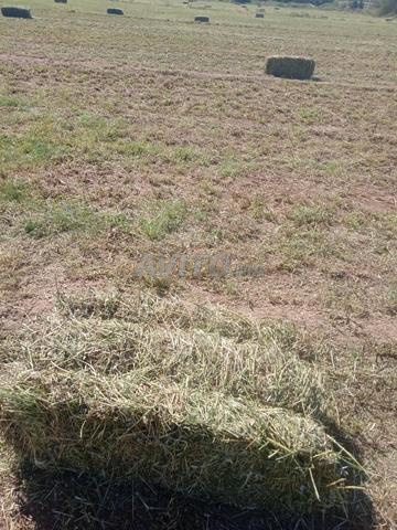 Luzerne – Haute qualité 🌿 - 2