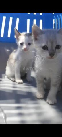 قط سيامي ساكريبيرماني - 2