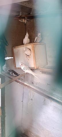 طائر كوكتيل للبيع - 2