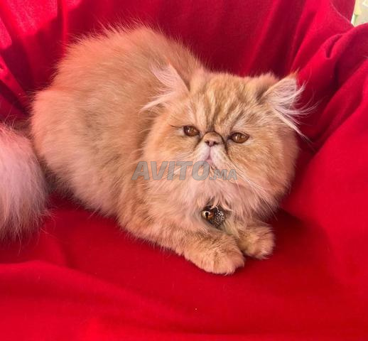 قط (فارسي) - 2