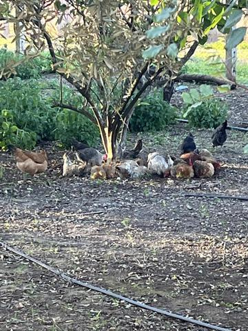 Poules œufs poules pondeuses mélange de races