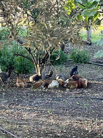 دجاج بيض دجاج بياض خليط سلالات - 2