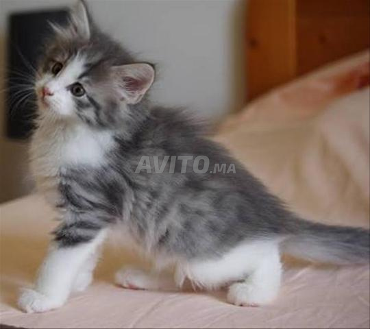 نرويجي بونج صغير نقي - 2