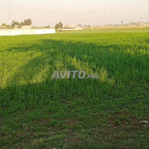 Bبير Jdid - Terrains Titrés pour Habitation, Construction et Investissement