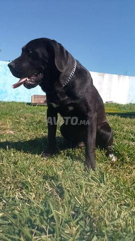 كلب كاني كورسو أسود (سلالة نقية) - 2