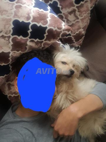 كلب بيشون العمر سنتين لطيف / بيشون صغير - 2