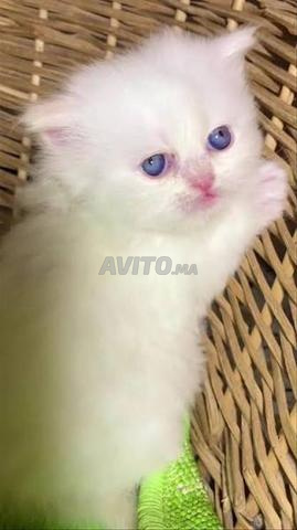 قط أنجورا تركي قصير الشعر - 2