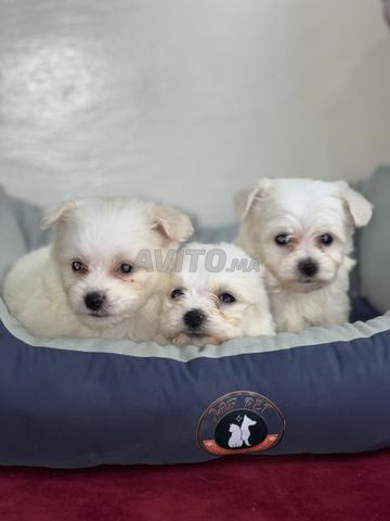 بيشون مالطي - 2