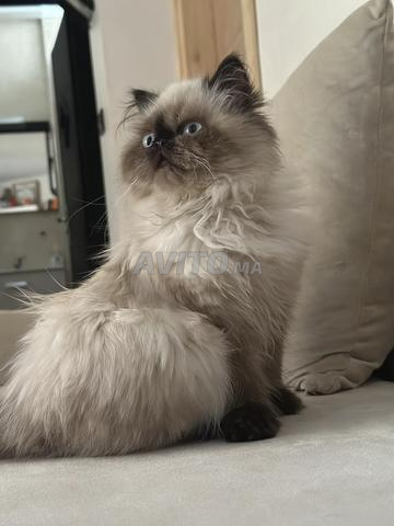 قط فارسي هملايا - 2