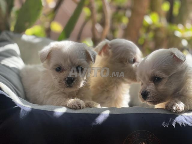 بيشون مالطي - 2