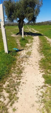 Terrain agricole royal à vendre - 2