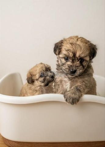 جرو كلاب مالطي رائع للبيع في الرباط - 2