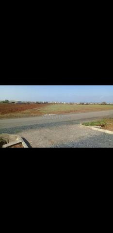 للبيع، أرض فلاحية، 5000 متر بسكيرت - 2