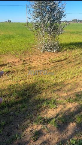 Hectare et sept Hectares terrain titré, Ait Bouyahya, Hjamah, Tifelt